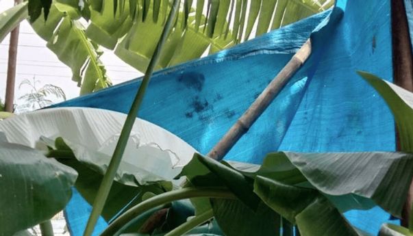 Viral Daun Pisang Mirip Kafan di Kudus jadi Tontonan Warga