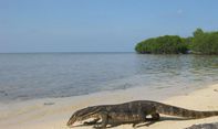 Pesona dan Tarif Pulau Biawak Indramayu, Liburan Seru Sensasi Baru