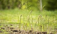 Berita Jateng: Permintaan Tinggi, Petani Temanggung Ramai-ramai Tanam Asparagus