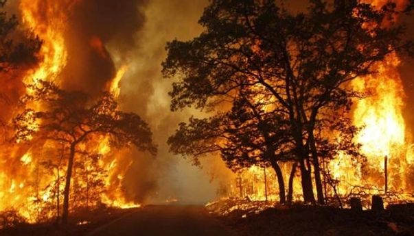 Kasus Karhutla, Moeldoko: Pemerintah Bakal Tindak Lebih Keras Pelaku