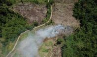 Pemerintah Bakal Buka 20 Juta Hektare Hutan untuk Ketahanan Pangan dan Energi