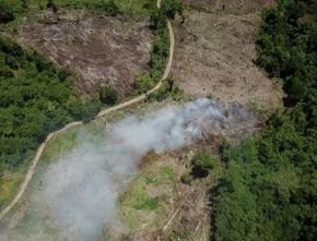 Pemerintah Bakal Buka 20 Juta Hektare Hutan untuk Ketahanan Pangan dan Energi