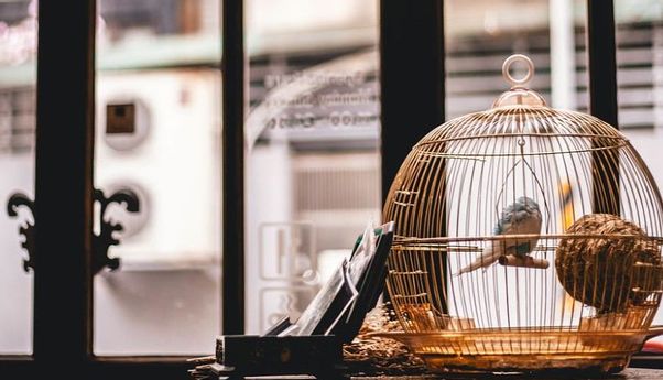 Bule di Bali Beli Burung Setiap Hari untuk Dilepaskan, Netizen Puji Alasan di Baliknya