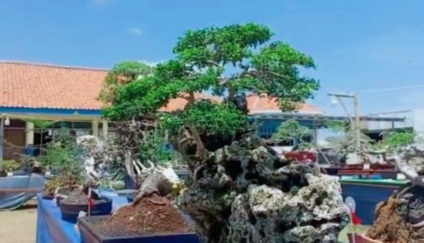 Ratusan Peserta Ikuti Kontes Bonsai di Brebes Mruntus Maning