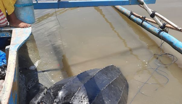 Penyu Terbesar ke-4 di Dunia Terperangkap Jaring Nelayan, Bagaimana Kondisinya?