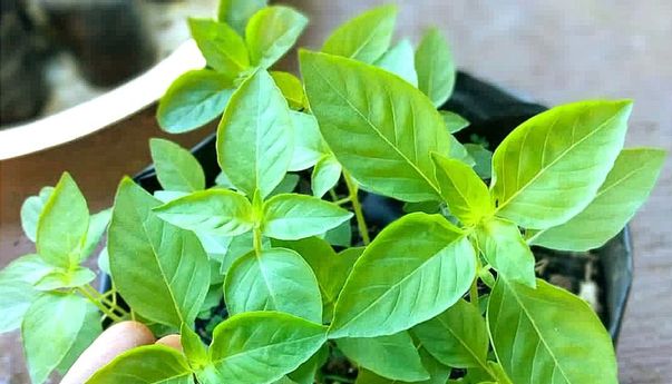 Manfaat Daun Kemangi yang Jarang Diketahui, Cegah Penyakit Jantung!