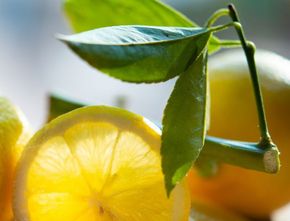 Cara Mudah Memilih Lemon Matang yang Siap Dikonsumsi