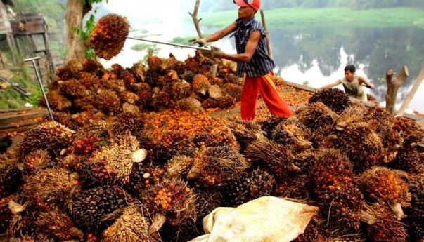 Harga Minyak Kelapa Sawit Terhenti setelah Mengalami Penguatan Selama Sepekan