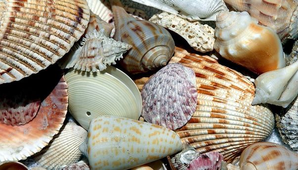 Siapa Sangka Limbah Kulit Kerang Bisa Dimanfaatkan
