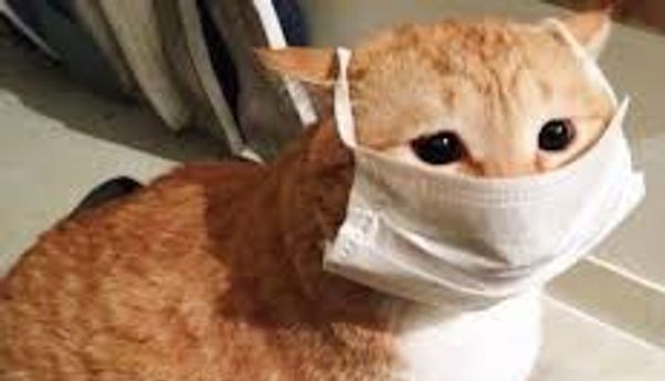 Gejala Rabies Mematikan Ini Ada Pada Kucing, Harus Langsung Dibawa ke Dokter
