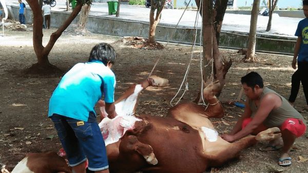 Berita Seputar Bogor: Pemkab Bogor Adakan Pelatihan Penyelenggaraan Kurban via Webinar