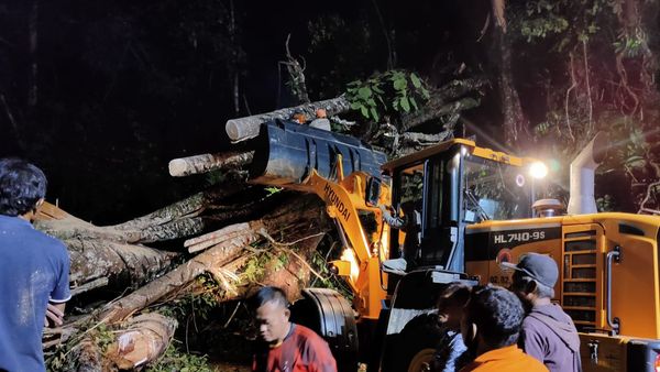Pohon Tumbang Diterpa Angin Kencang Timpa Minibus di Kepahiang, 2 Orang Tewas