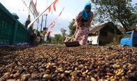 Berita Jateng: Imbas Covid-19 pada Petani Kopi di Temanggung