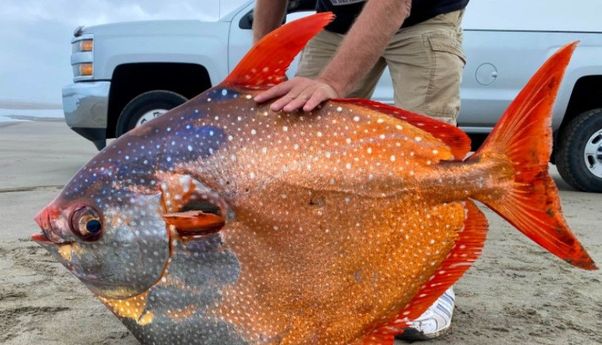 Ikan Jumbo Berwujud Aneh Ini Terdampar di Pantai dan Kejutkan Warga