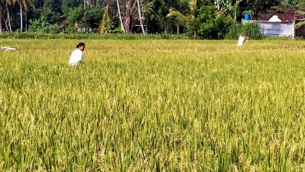 Pemkab Sleman Imbau Petani Segera Tanam Padi