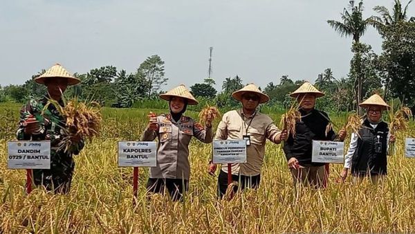 Kementan Sebut Stok Benih Padi untuk Februari Capai 14 Ribu Ton