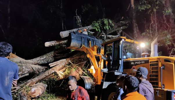 Pohon Tumbang Diterpa Angin Kencang Timpa Minibus di Kepahiang, 2 Orang Tewas