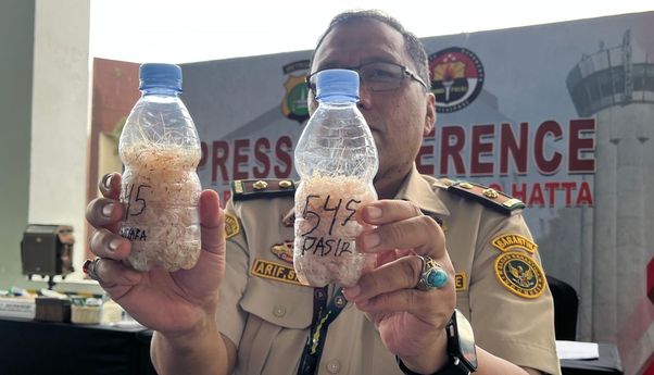 Polisi Gagalkan Penyelundupan 171 Ribu Benih Lobster di Bandara Soetta, 7 Orang Ditetapkan Tersangka