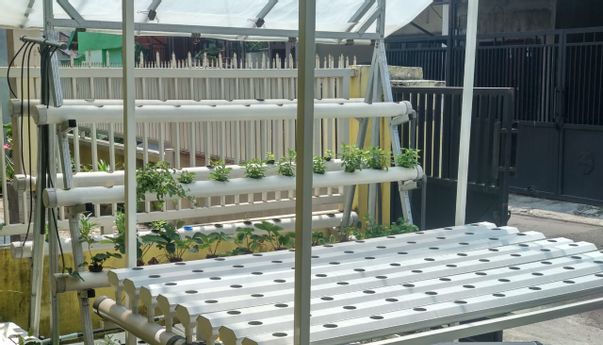 Toko Hidroponik Jogja Paling Laku Harga Murah