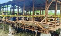 Kematian Tak Wajar 5 Kambing di Banyuwangi Terkuak, Bukan Binatang Buas Pelakunya