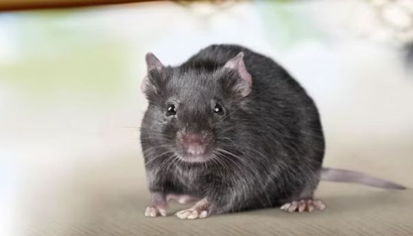 10 Orang Meninggal Dunia, Dinkes Tangerang Belum Tetapkan Wabah Kencing Tikus Sebagai KLB
