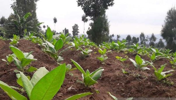 Bupati Temanggung Sebut Pasal 154 RUU Kesehatan Berpotensi Rugikan Petani Tembakau