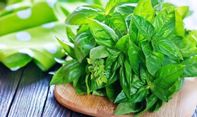 Manfaat Daun Kemangi untuk Berbagai Penyakit
