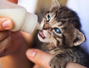 Jangan Sembarangan Berikan Susu, Seperti Ini Cara Merawat Anak Kucing Tanpa Indukan yang Benar