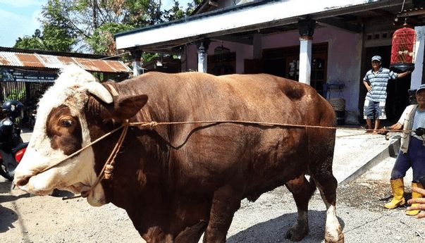 Berita Seputar Jateng: Tak Ada Rahasia Khusus, Ini Makanan Sehari-hari Sapi Jumbo Rp 75 Juta di Magelang
