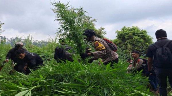 Polisi Temukan Lagi Ladang Ganja di Lereng Semeru, Terakhir 4.388 Pohon