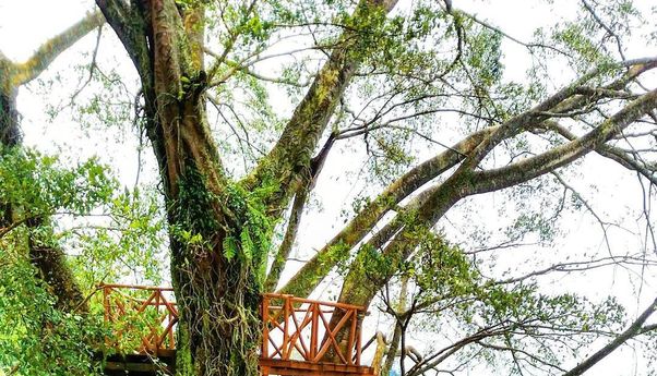 Rumah Pohon di Curug Ciherang, Wisata Bogor yang Indah Banget