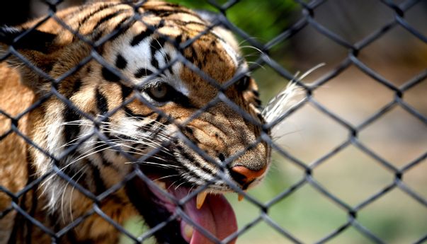 Hari Hak Asasi Binatang Bukan Buat Lucu-lucuan!