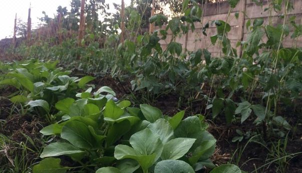 Dikembangkan Dispertan Semarang jadi Bahan Pupuk Alami, Apa itu Trichodherma?