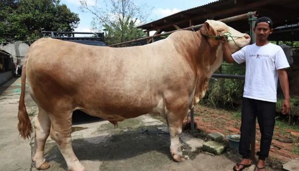 Prabowo Kurban Sapi Bobot 1,3 Ton, Terberat di Masjid Istiqlal