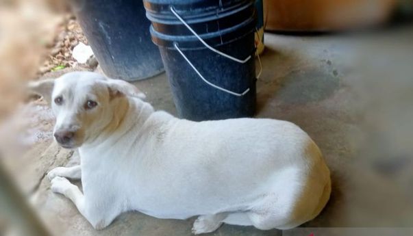 Pemkab Kupang Imbau Warga Ikat Anjing Peliharaan usai Munculnya Kasus Rabies di TTS