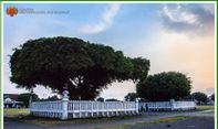Alun-Alun Utara Jogja di Kelilingi Pagar Besi, Ini Alasannya!
