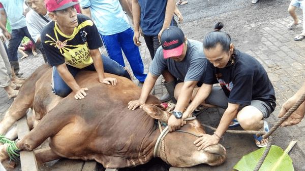 Berita Seputar Bogor: Siasat Pemkab Bogor Jelang Pemotongan Hewan Kurban di Tengah Pandemi