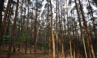 Terbaru! Tempat Wisata di Lembang Kembali Buka Setelah Dihantam Cuaca Ekstrem