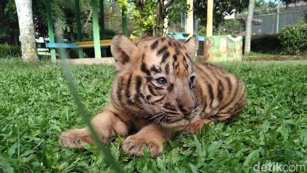 Berita Jateng: Anak Harimau Benggala Lahir di Bonbin Banjarnegara