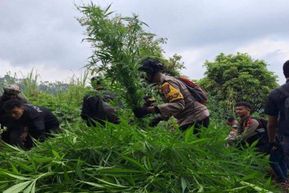 Polisi Temukan Lagi Ladang Ganja di Lereng Semeru, Terakhir 4.388 Pohon