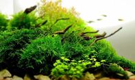 Daftar Jenis Tanaman Aquascape Tanpa CO2 untuk Pemula