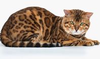 Punya Kucing Bengal di Rumah? Kenali Sifat dan Karakternya