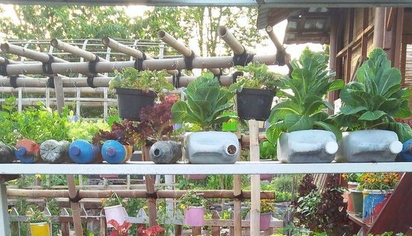 Berita Terbaru di Jogja: Aksi “Urban Farming” Diinisiasi Sekelompok Pemuda, Tujuannya Sangat Mulia