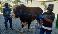 Hore! Sapi Jokowi Tiba di Jogja, Begini Penampakannya