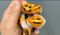 Ular Ini Lahir dengan Corak Emoji Senyum, Harganya Enam Kali Lipat Lebih Tinggi!