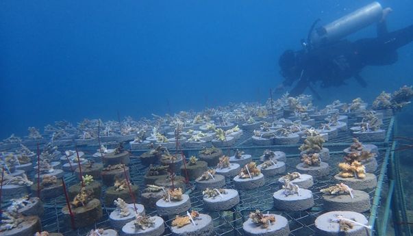 Gandeng PLTU, YBHI Fokus Konservasi Biota Laut