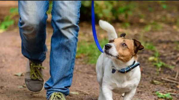 Demi Selamatkan Anjingnya, Pria di Inggris Ini Sampai Harus 'Ditelan Bumi'