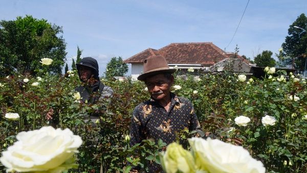 Resepsi Pernikahan Dilarang Selama Masa PPKM Darurat, Petani Bunga Rugi Jutaan Rupiah