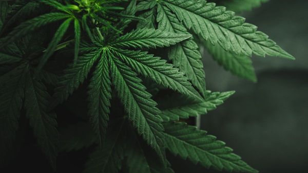 Luar Biasa! PBB Cabut Ganja dari Daftar Narkotika Berbahaya