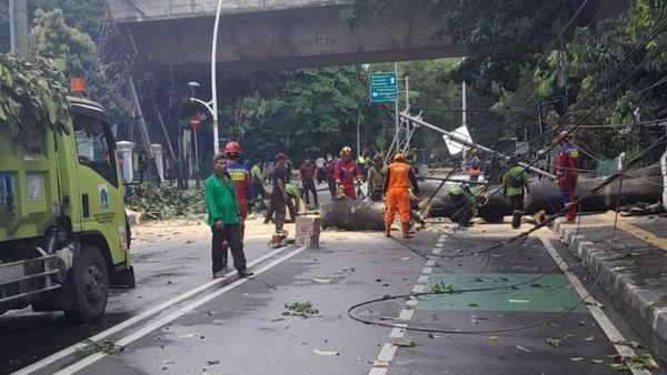 Akibat Cuaca Ekstrem, 14 Pohon Tumbang di Jakarta Timpa Bangunan hingga 4 Orang Luka